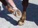 hoof liftb.jpg